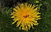 71 Bel fiore giallo con ospiti